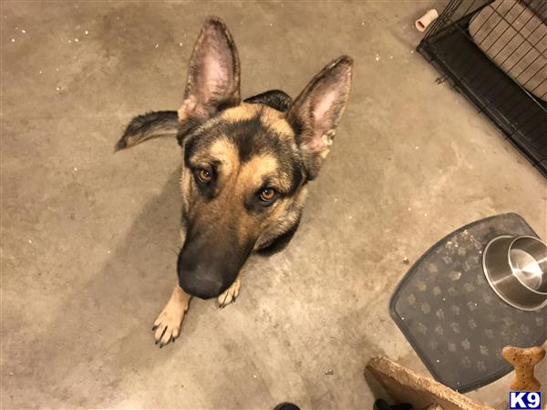 ChicagoGSD Picture 2
